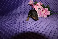 Angel, a female Miniature Pinscher for sale in Harrisonburg, VA – 7 of 7