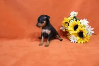 Star, a female Miniature Pinscher for sale in Harrisonburg, VA – 3 of 8