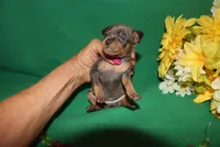 diamond, a female Miniature Pinscher for sale in Harrisonburg, VA – Photo 6 of 6