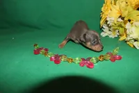 diamond, a female Miniature Pinscher for sale in Harrisonburg, VA – Photo 2 of 6