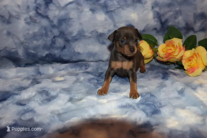 diamond – Miniature Pinscher puppy for sale in Harrisonburg, VA