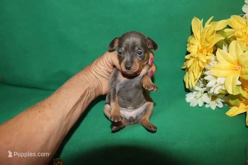 diamond – Miniature Pinscher puppy for sale in Harrisonburg, VA