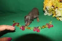 diamond, a female Miniature Pinscher for sale in Harrisonburg, VA – Photo 5 of 6