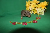 diamond, a female Miniature Pinscher for sale in Harrisonburg, VA – Photo 3 of 6