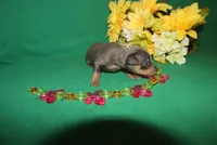 diamond, a female Miniature Pinscher for sale in Harrisonburg, VA – Photo 4 of 6