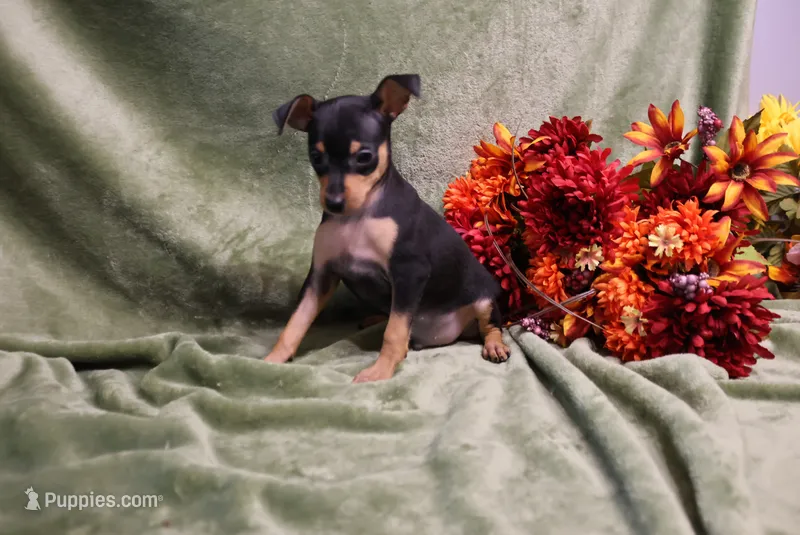 Jack – Miniature Pinscher puppy for sale in Harrisonburg, VA