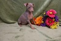 Leo, a male Miniature Pinscher for sale in Harrisonburg, VA – 8 of 9