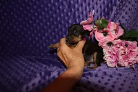 Angel, a female Miniature Pinscher for sale in Harrisonburg, VA – 5 of 7