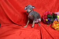 Oscar, a male Miniature Pinscher for sale in Harrisonburg, VA – 6 of 6