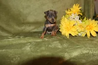 Rosco, a female Miniature Pinscher for sale in Harrisonburg, VA – 5 of 7