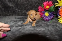 storm, a female Miniature Pinscher for sale in Harrisonburg, VA – 5 of 8