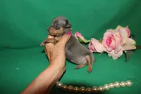 Mabel, a female Miniature Pinscher for sale in Harrisonburg, VA – Photo 3 of 7