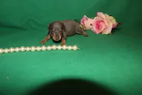 Mabel, a female Miniature Pinscher for sale in Harrisonburg, VA – Photo 2 of 7