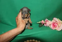 Mabel, a female Miniature Pinscher for sale in Harrisonburg, VA – Photo 6 of 7