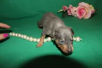 Mabel, a female Miniature Pinscher for sale in Harrisonburg, VA – Photo 4 of 7