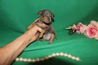 Mabel, a female Miniature Pinscher for sale in Harrisonburg, VA – Photo 7 of 7