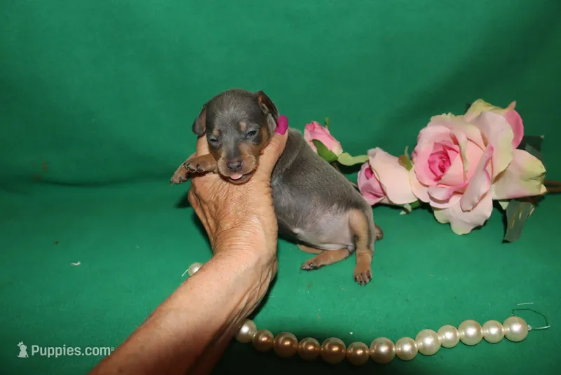 Mabel – Miniature Pinscher puppy for sale in Harrisonburg, VA