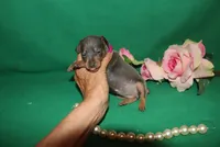 Mabel, a female Miniature Pinscher for sale in Harrisonburg, VA – Photo 1 of 7