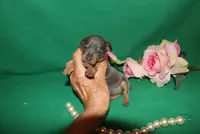 Mabel, a female Miniature Pinscher for sale in Harrisonburg, VA – Photo 5 of 7