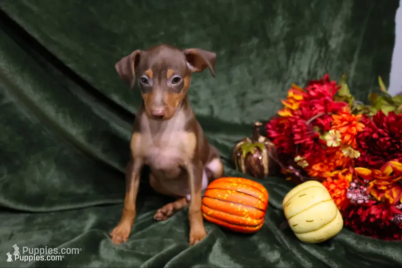 Dexter--Halloween Special – Miniature Pinscher puppy for sale in Harrisonburg, VA
