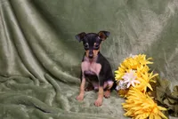 Romeo, a male Miniature Pinscher for sale in Harrisonburg, VA – 4 of 9