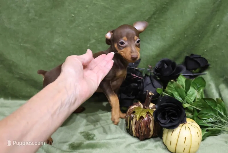 Mickey – Miniature Pinscher puppy for sale in Harrisonburg, VA