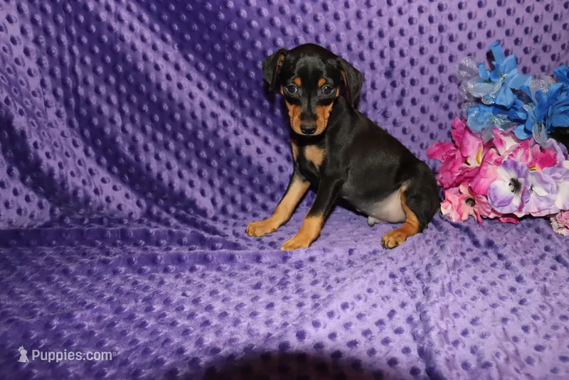 Woody – Miniature Pinscher puppy for sale in Harrisonburg, VA