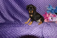 Woody, a male Miniature Pinscher for sale in Harrisonburg, VA – 1 of 7