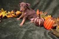 Raisin, a female Miniature Pinscher for sale in Harrisonburg, VA – 3 of 8