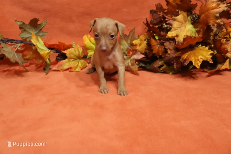 Kala – Miniature Pinscher puppy for sale in Harrisonburg, VA