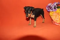 Jack, a male Miniature Pinscher for sale in Harrisonburg, VA – 4 of 7