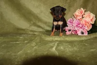 Daisy, a female Miniature Pinscher for sale in Harrisonburg, VA – 4 of 6