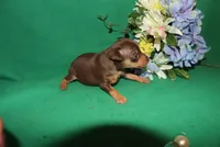 apollo, a male Miniature Pinscher for sale in Harrisonburg, VA – Photo 6 of 6