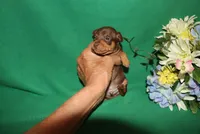 apollo, a male Miniature Pinscher for sale in Harrisonburg, VA – Photo 3 of 6