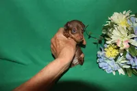apollo, a male Miniature Pinscher for sale in Harrisonburg, VA – Photo 5 of 6