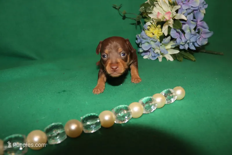 apollo – Miniature Pinscher puppy for sale in Harrisonburg, VA