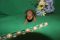 apollo, a male Miniature Pinscher for sale in Harrisonburg, VA – Photo 1 of 6