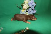 apollo, a male Miniature Pinscher for sale in Harrisonburg, VA – Photo 4 of 6