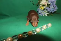 apollo, a male Miniature Pinscher for sale in Harrisonburg, VA – Photo 2 of 6