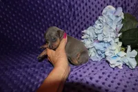 Rosco, a male Miniature Pinscher for sale in Harrisonburg, VA – 4 of 8