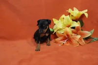 Bean, a male Miniature Pinscher for sale in Harrisonburg, VA – 8 of 8