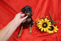 Daisy, a female Miniature Pinscher for sale in Harrisonburg, VA – 4 of 7