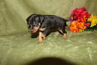 Roise, a female Miniature Pinscher for sale in Harrisonburg, VA – 2 of 8