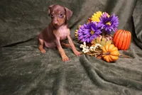Dexter--Halloween Special, a male Miniature Pinscher for sale in Harrisonburg, VA – 8 of 9