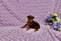 Diesel, a male Miniature Pinscher for sale in Harrisonburg, VA – 7 of 8
