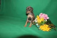 Allie, a female Miniature Pinscher for sale in Harrisonburg, VA – 8 of 9
