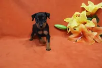 Bean, a male Miniature Pinscher for sale in Harrisonburg, VA – 4 of 8