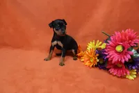 Bebe, a female Miniature Pinscher for sale in Harrisonburg, VA – 7 of 8
