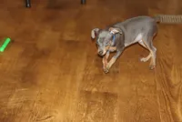 --Blue Boy, a male Miniature Pinscher for sale in Harrisonburg, VA – 2 of 7