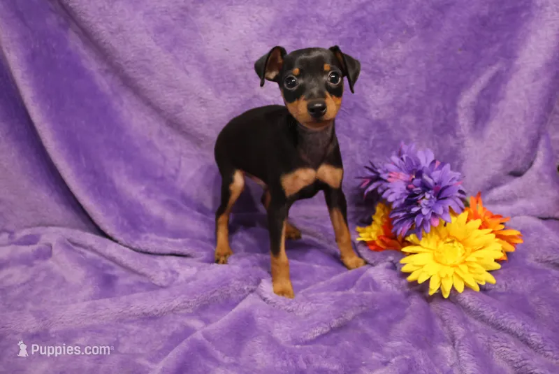 Sherlock – Miniature Pinscher puppy for sale in Harrisonburg, VA